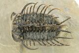Spiny Koneprusia Trilobite - Foum Zguid, Morocco #268852-1